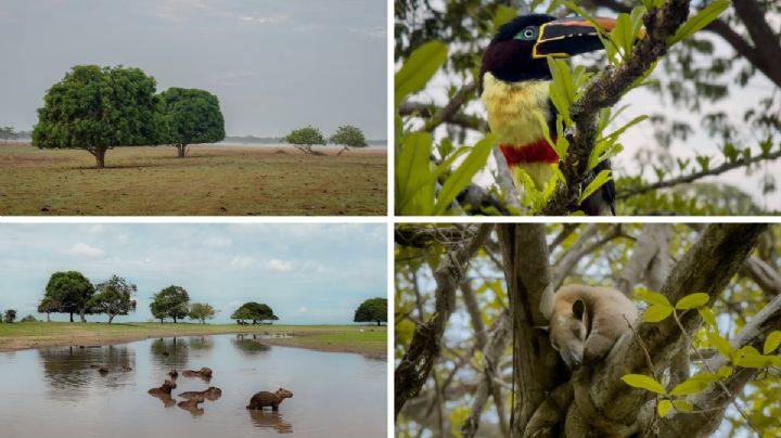 Dónde hacer el mejor safari llanero de Casanare: con casi 9.000 hectáreas de extensión