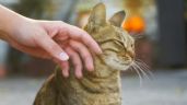 Foto ilustrativa de la nota titulada: Qué dice la psicología sobre las personas que acarician siempre a los gatos en la calle