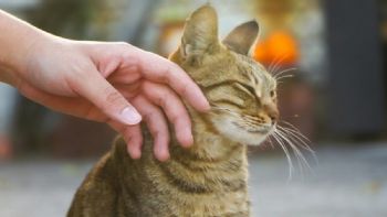 Qué dice la psicología sobre las personas que acarician siempre a los gatos en la calle