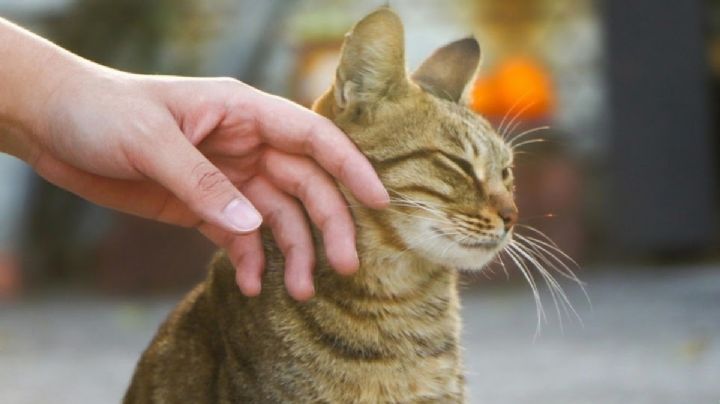 Qué dice la psicología sobre las personas que acarician siempre a los gatos en la calle