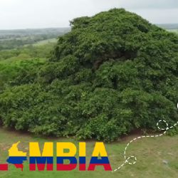 Orgullo nacional: el rincón verde donde encontrarás al árbol más grande del país