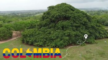 Orgullo nacional: el rincón verde donde encontrarás al árbol más grande del país