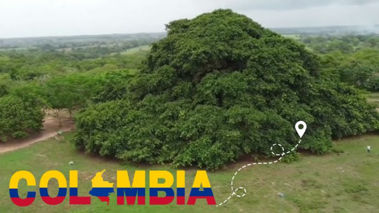 Orgullo nacional: el rincón verde donde encontrarás al árbol más grande del país